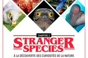 Stranger species | A la découverte des curiosités de la nature
